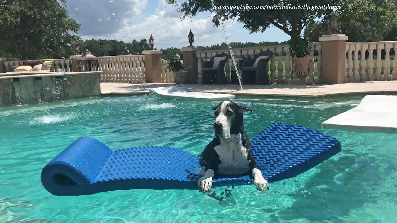 Laid Back Great Dane Relaxes On Pool Floatie & Enjoys Water Fountains YouTube