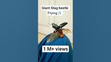 Giant stag beetle(dorcus titanus) flying !! #shorts#trending#viral #stagbeetle #beetle