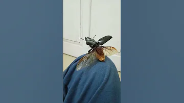 Giant Stag Beetle Dorcus Titanus Flying Shorts Trending Viral Stagbeetle Beetle 