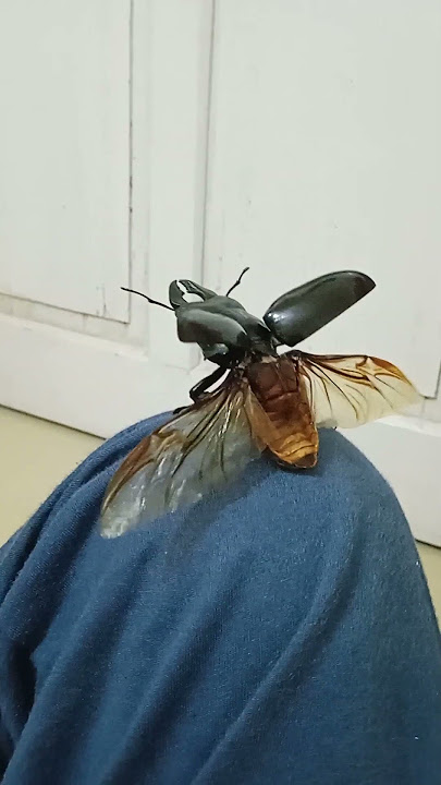 Giant stag beetle(dorcus titanus) flying !! #shorts#trending#viral #stagbeetle #beetle