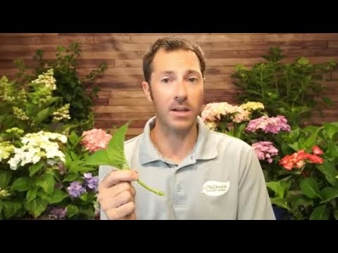 Video: What Is A Mountain Hydrangea – Lär dig om Mountain Hydrangea Care