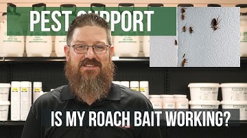 How do You Know if Roach Bait is Working? | Pest Support