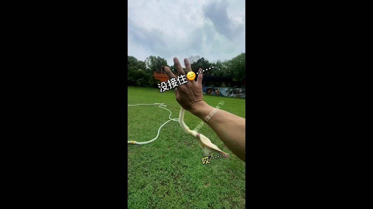 I Didn't Catch It... 