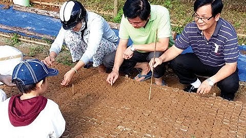 Hướng dẫn trồng và chăm sóc cây sâm ngọc linh tại vườn