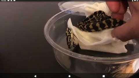 Unboxing jungle Carpet python