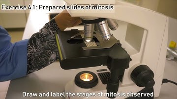 DB 014 SES -- EXPERIMENT 4: CELL DIVISION MITOSIS