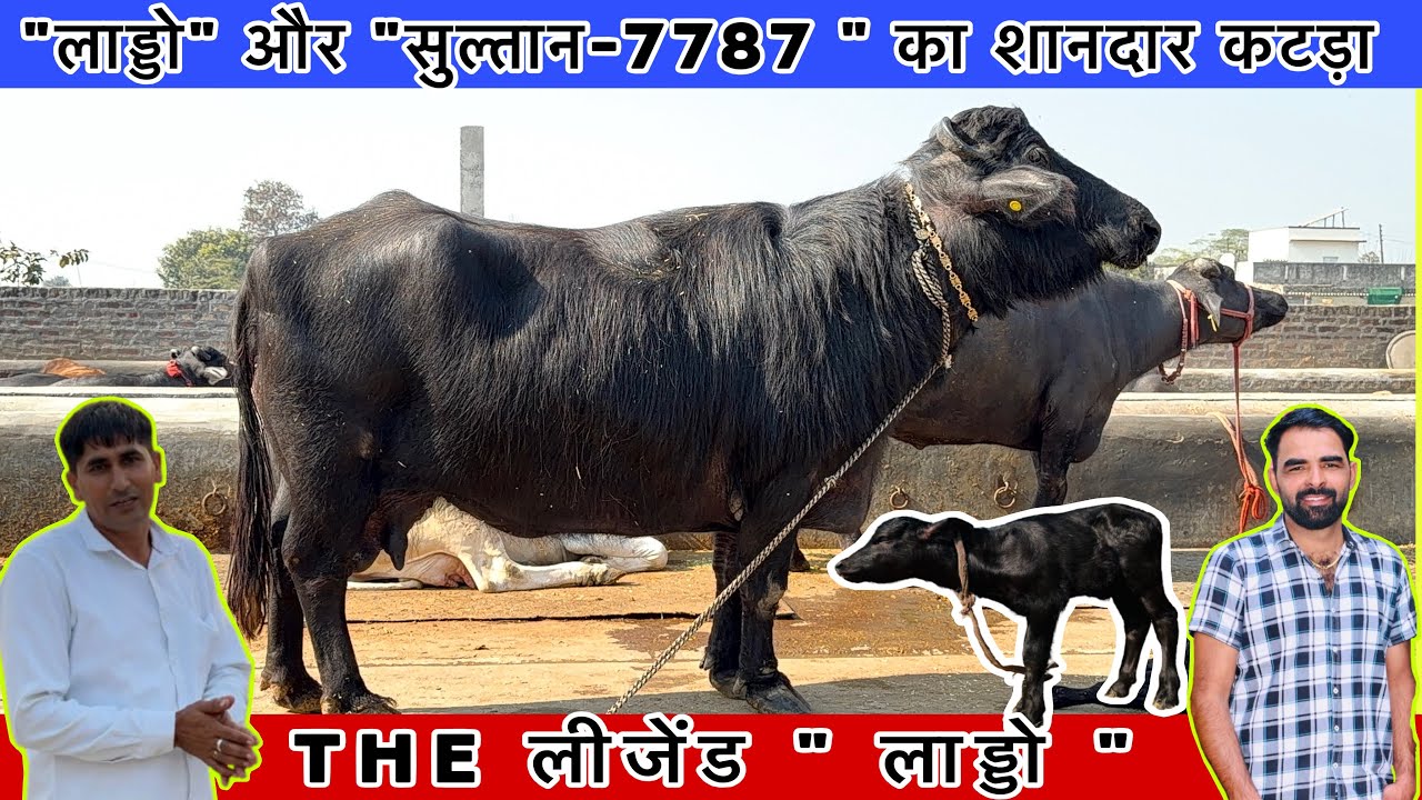 🔺रमेश बेनीवाल क्यों सेल नहीं करंगे लाड्डो और सुल्तान-7787 का बेटा🤔आख़िर क्या है ख़ास बात कटड़े में 🫵