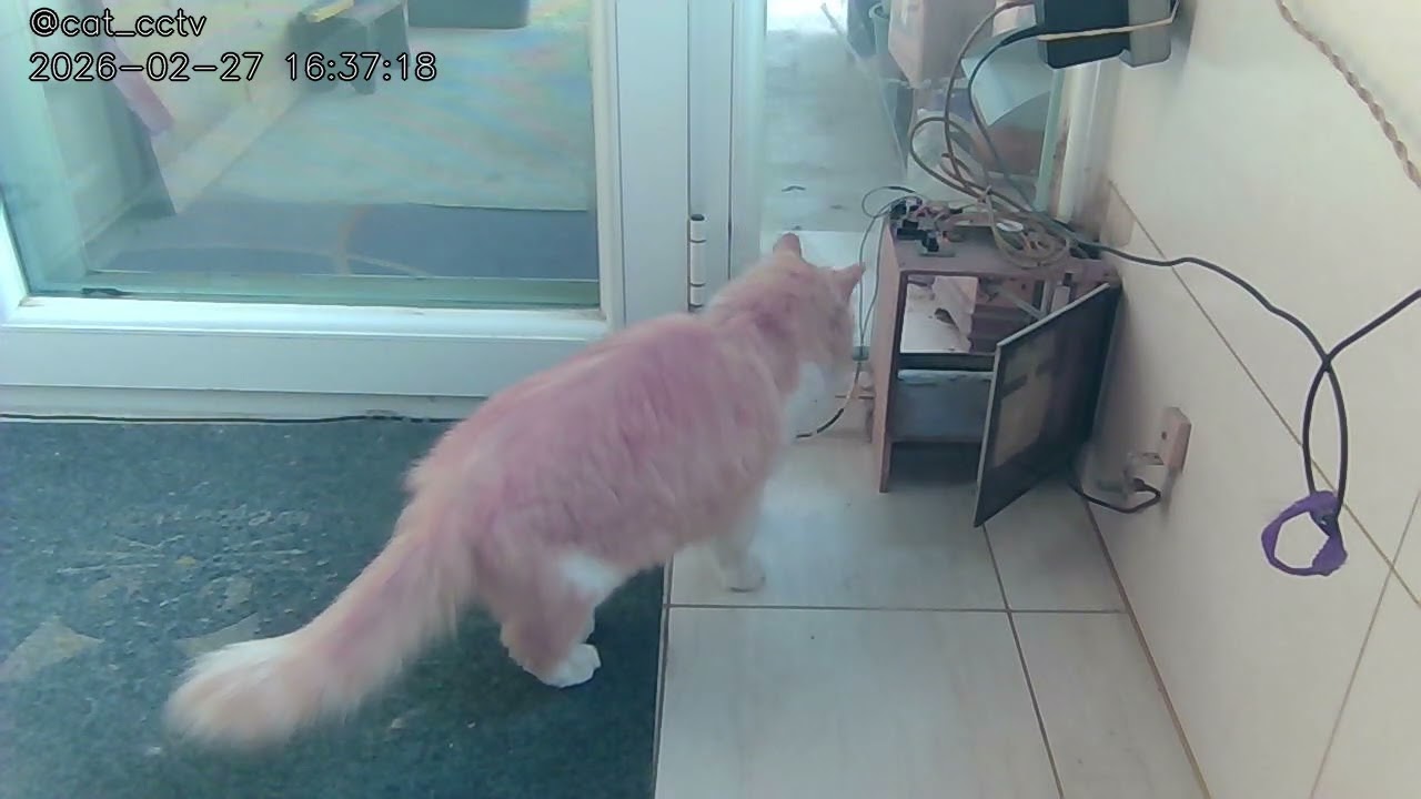 🐱[2026-02-27]Cat Log🐱猫咪日记