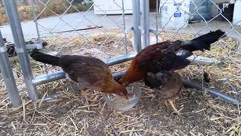 Possum sweaters 2 months old stag and pullets