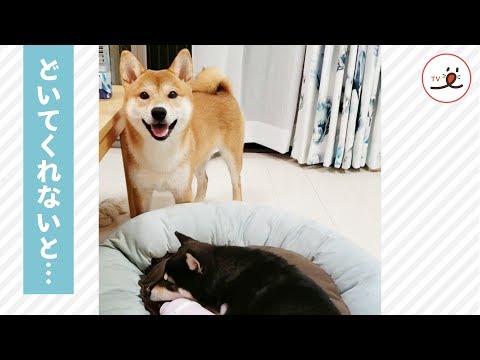 お気に入りのベッドをひとり占めしたい赤柴🐕 黒柴に…🐾【PECO TV】