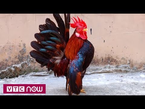 Video Thú chơi gà thượng lưu ở TPHCM - youtube