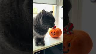 #зимнееобновление#перевод#часы#Томас#котики2022