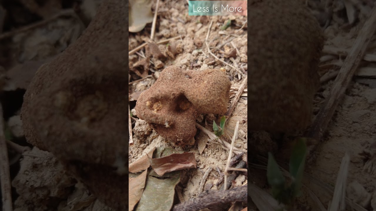 Misi Memusnahkan Sarang Anai-anai. Nyah kau dari siniiiihhh | Go termites go! 🤪