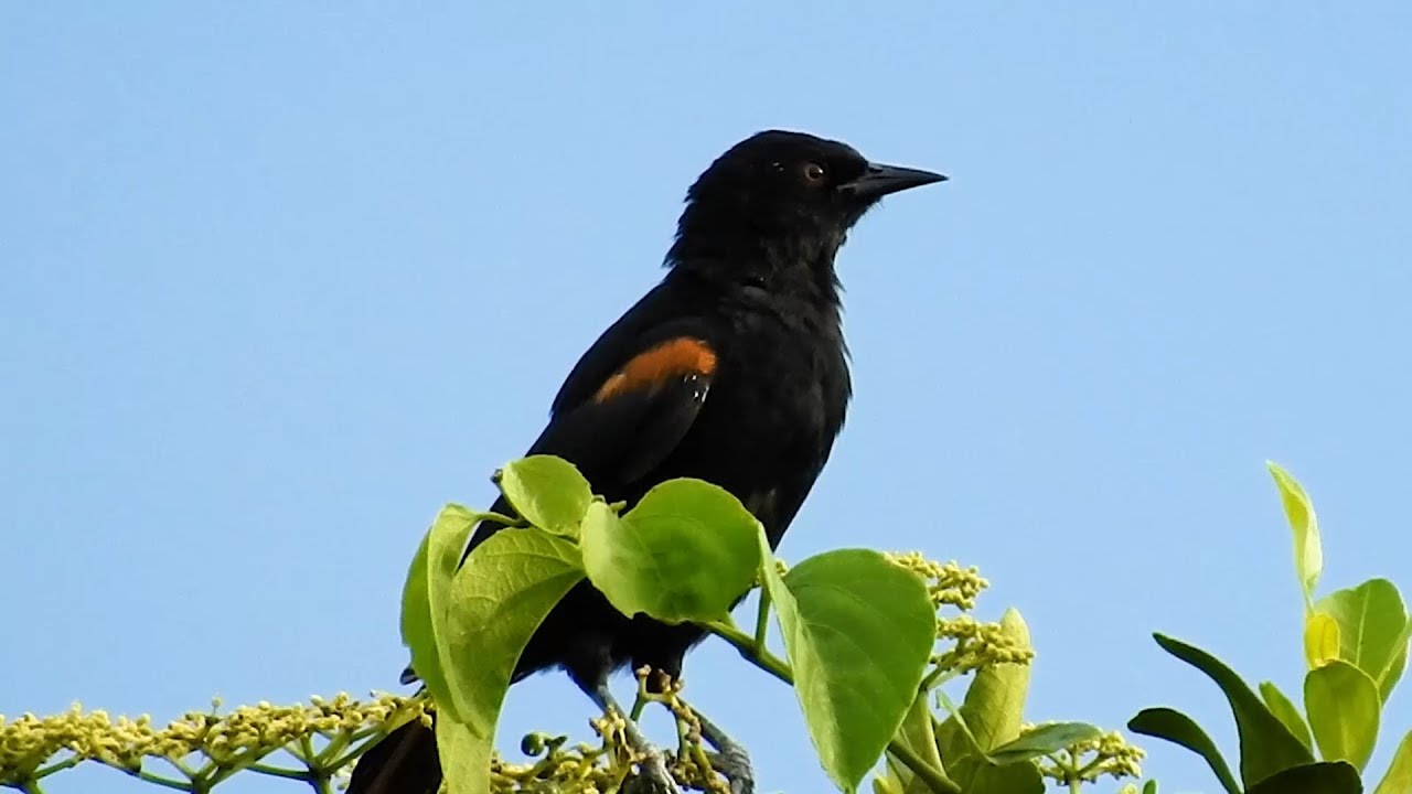 O canto do Encontro, Icterus pyrrhopterus, Variable Oriole, Melro, Pega