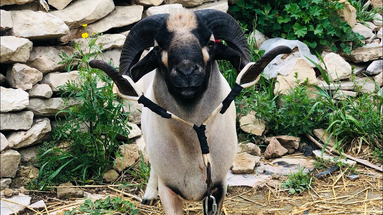 حلقة في باجة 🇹🇳 تاريخ 👑 رادسة 🔥 غرام 🐏
