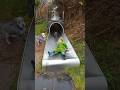 Accidents on the Slide #youtube #funny #hilariousfails #funnyprank #doggielife #pets