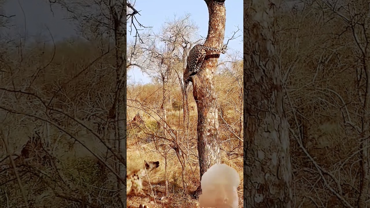 leopard  powerful flying hunting powerful hyena powerful zebra 