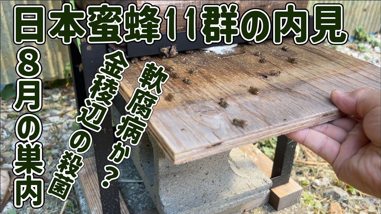 8月のニホンミツバチ11群の様子・無王に？・キンリョウヘン軟腐菌