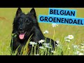 Belgian Groenendael - TOP 10 Interesting Facts - Belgian Sheepdog の動画、YouTube動画。