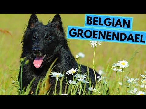 Belgian Groenendael - TOP 10 Interesting Facts - Belgian Sheepdog