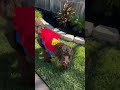 I'm SuperDoodle!!!     #cutedog #dogshorts #dogtricks #doodle #funnydogs #furbabies