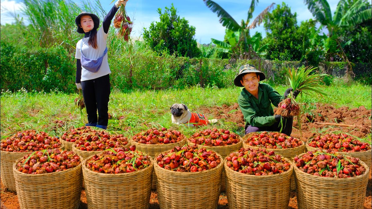 Harvesting Red Garlic with Tieu Lien to Sell & Cook | CEO Quits City for Farm Life