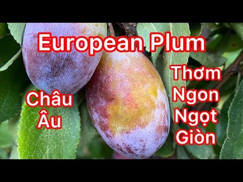 Video: Mận Châu Âu Là Gì - Các Loại Mận Châu Âu Khác Nhau