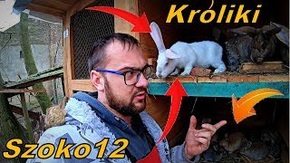 Hodowla Królików [Vlog#254] Czym Karmię & Po Co Je Trzymamy?