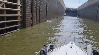 Asian carp, jumping at Barkley Lock &Dam