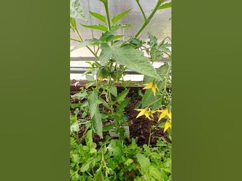 Да, я жадная! #дача #сад #слизняковнет #от_слизней #отулиток #от_улиток ...