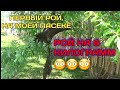 Первый Рой на Моей Пасеке,НА 8 КГ😳😳😳