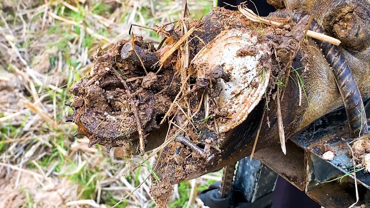 Amazing remove, cut and clean the screw from cow hoof!!