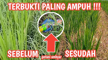 OBAT RUMPUT PADI PALING AMPUH❕ Gulma Muda Dan Tua Amblas Padi Tidak Stres