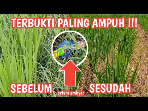 Cara Pemberian Pupuk Pada Tanaman Bawang Merah dari Awal hingga Akhir