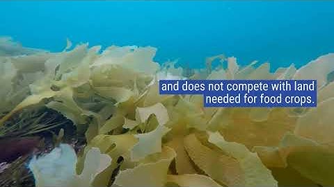 Pyrolysis chars derived from marine macroalgae as soil amendments