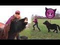 DEZE SHETLANDER IS TE GEK + HORSE AGILITY! | Vlogmas #153