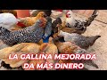 Diferencia entre gallinas criollas mejoradas vs gallinas criollas normales