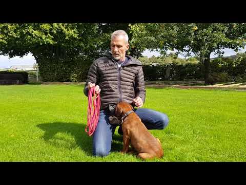 Video: Sådan stopper du hunden
