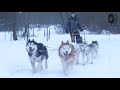 Śnieżne - Psy - Przejażdżki Psimi Zaprzęgami/ Sled dogs Poland