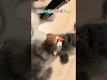 Gz☆10,000views|ちゅ〜るの破壊力🫢 ペチャペチャASMR😻 チャンネル登録・高評価・コメントよろしくニャ❣️ #猫ヌコ #asmr #猫のいる生活