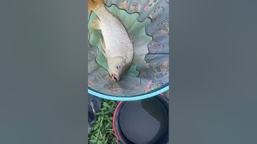 Vlogs 311 Báo cá - Hồ Câu Ngọc Tâm 0339955545 Phạm Văn Hai, Bình Chánh, Tp. HCM || Mần Nông Vlogs