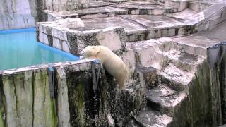 アイラはそこを登りたいのか？~Polar Bear cub is likely to want to reach a cliff ?