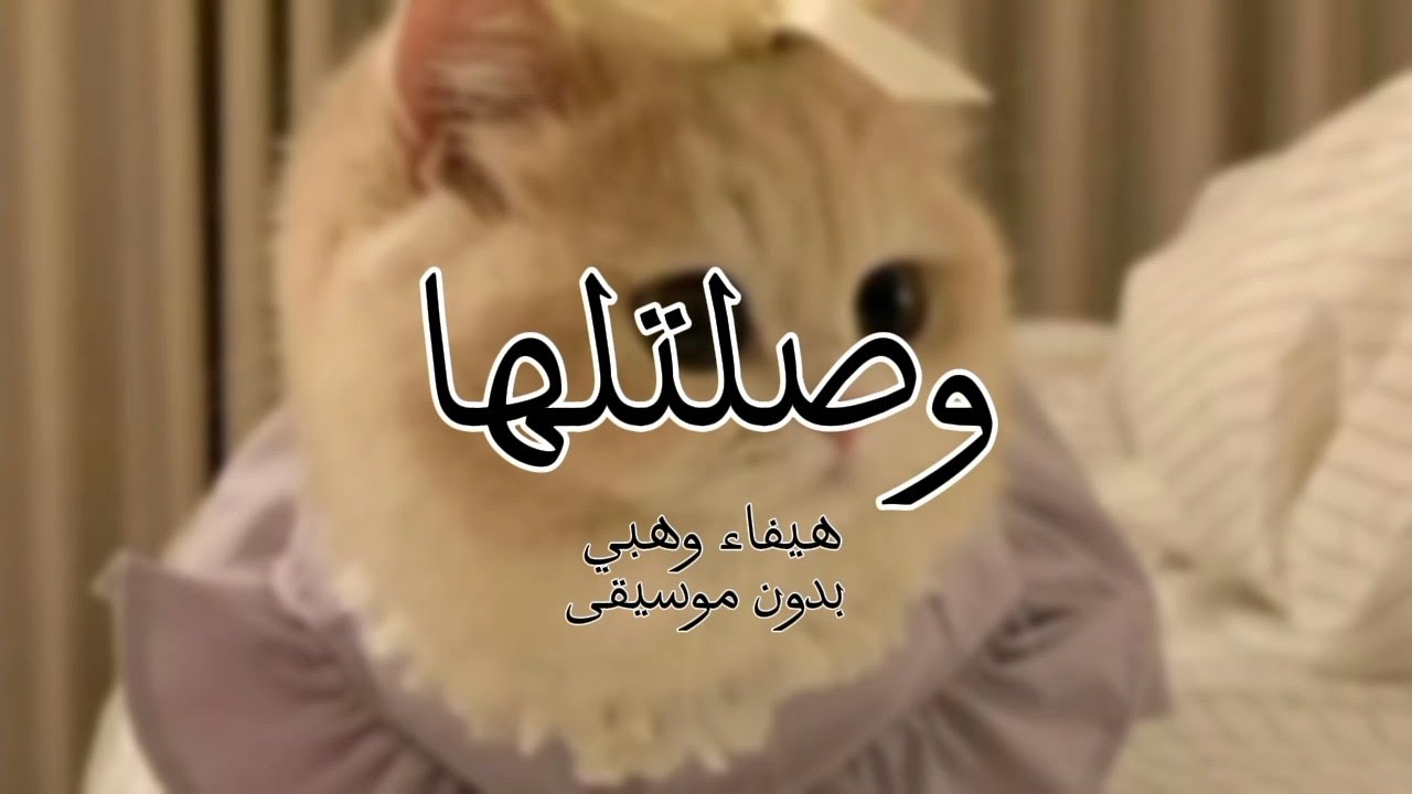 أغنية هيفاء وهبي 