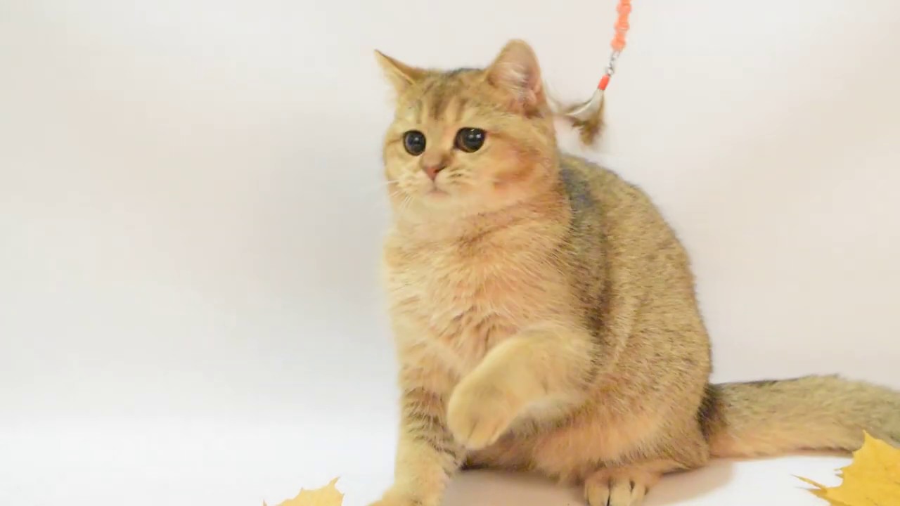 golden chinchilla cat