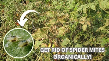 Effective Biological Control Methods for Two-Spotted Spider Mites.