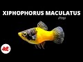 Platy  xiphophorus maculatus 