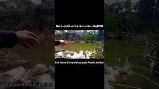 Detik-detik strike ikan NILEM BABON