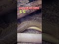 Snake watersnake echadhari nag nagin animals cobra love