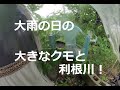 大雨の日の大きなクモと利根川！A big spider and the Tone River on a heavy rainy day! 　180度3DVR　oculus go！