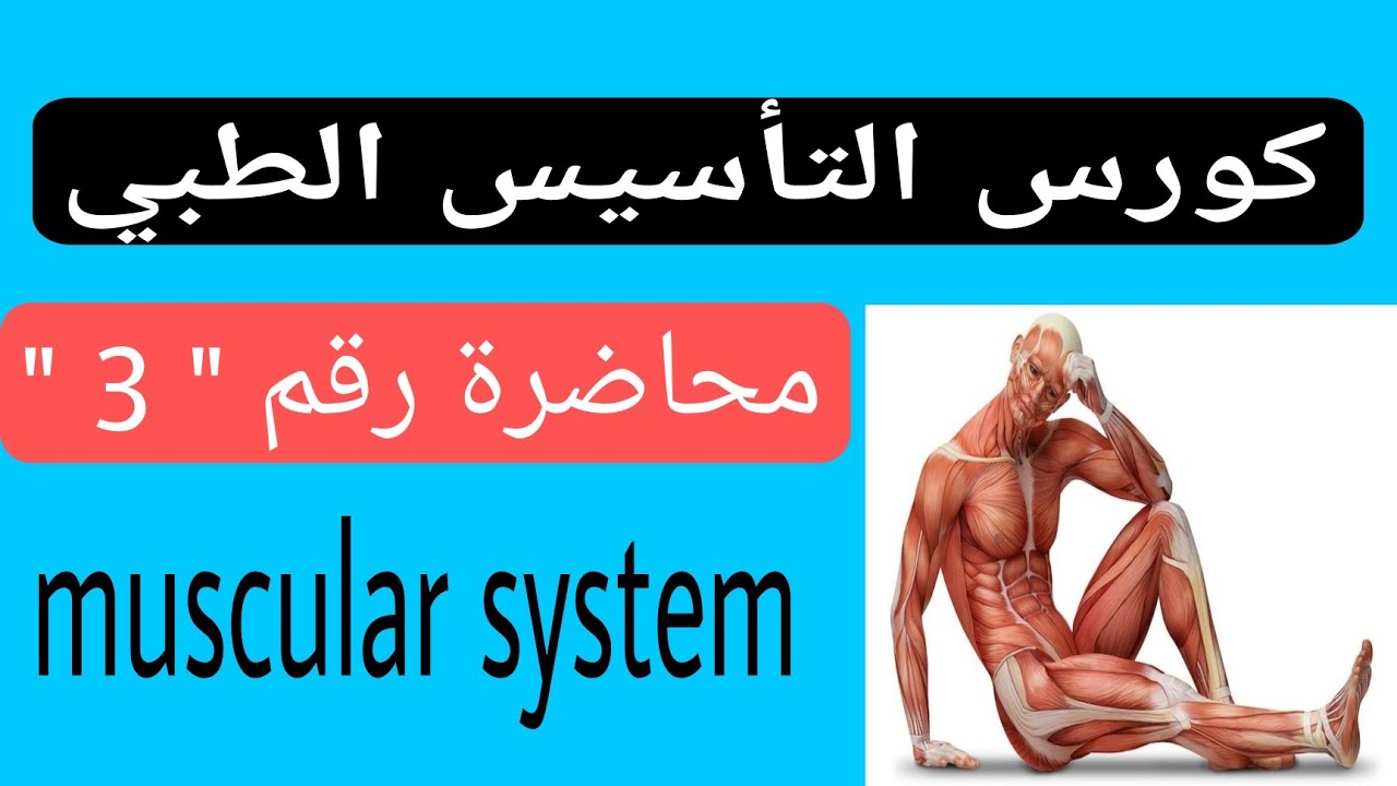 المحاضرة الثالثة من كورس التأسيس الطبي Muscular system 
